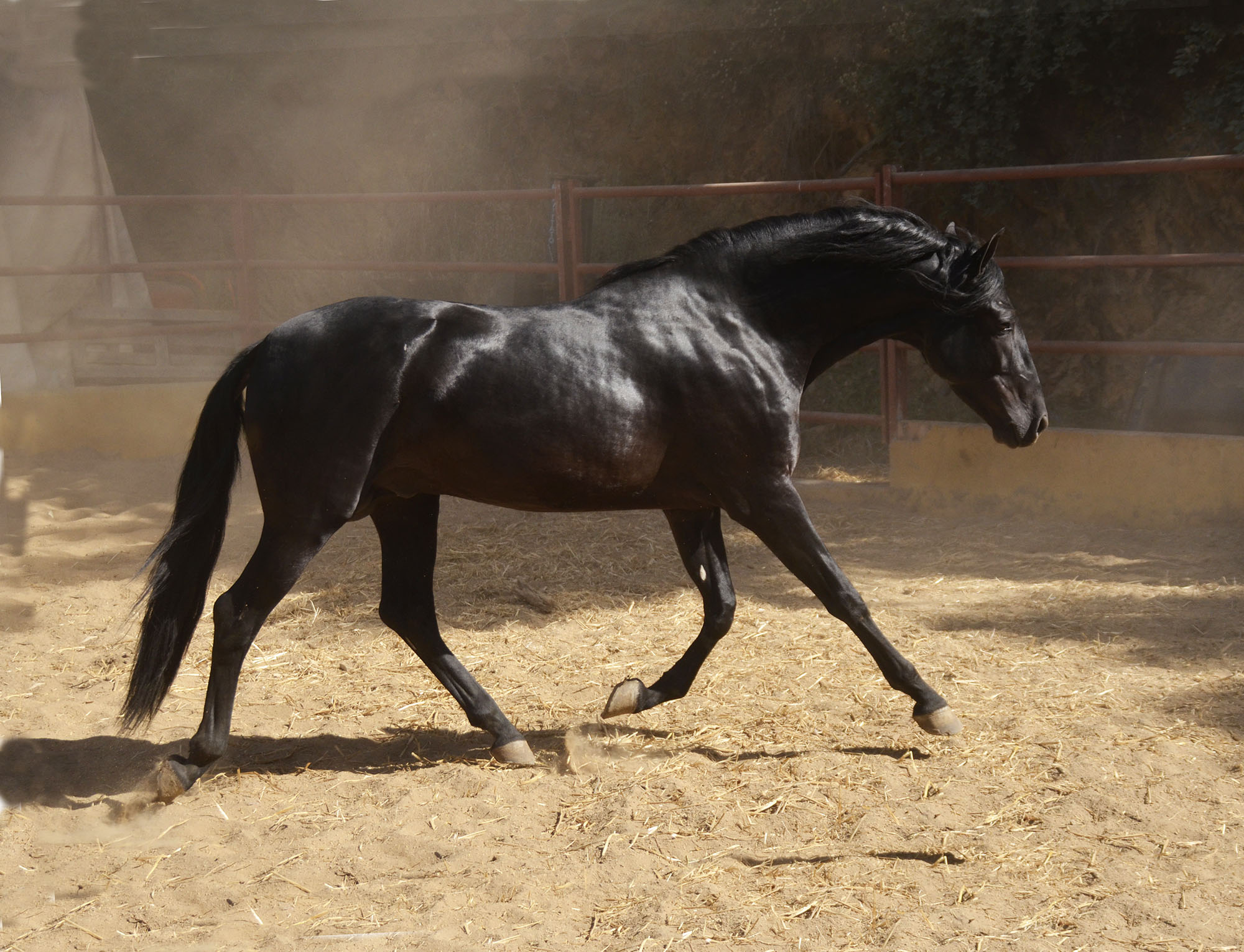 Listado de Caballos en Venta